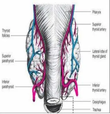 Gambar 1.2 Anatomi Kelenjar Paratiroid 