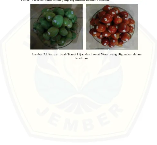 Gambar 3.1 Sampel Buah Tomat Hijau dan Tomat Merah yang Digunakan dalam
