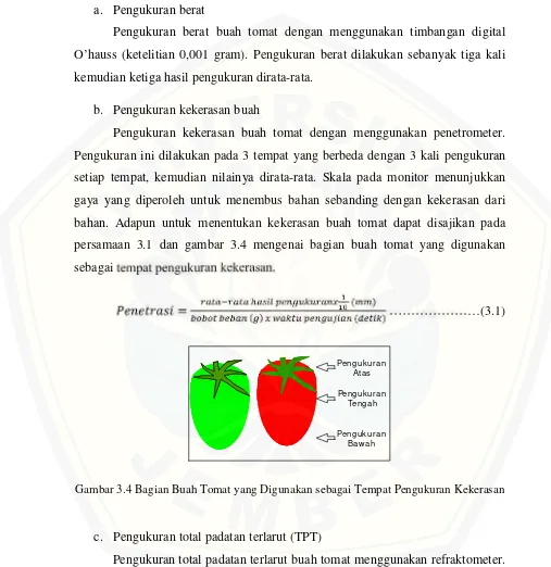 Gambar 3.4 Bagian Buah Tomat yang Digunakan sebagai Tempat Pengukuran Kekerasan