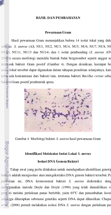 Gambar 4  Morfologi bakteri S. aureus hasil pewarnaan Gram 