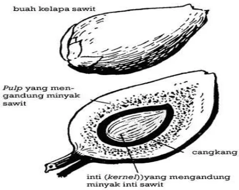 Gambar 1  Bagian-bagian buah kelapa sawit (FAO, 2006) 