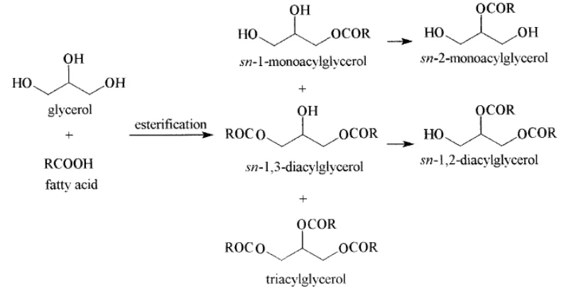 Gambar 5     Reaksi esterisfikasi antara gliserol dan minyak atau  lemak (reaksi 