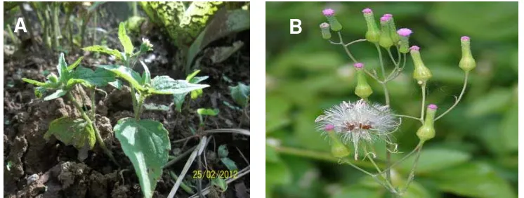 Figure 5. Major weeds found in the experimental field A) Ageratum conyzoides, and B) Emilia sanchifolia 