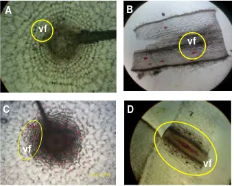 Figure 7. A) Longitudinal-section of root tip, B) cross-section of root tip, C) longitudinal-section of root base, and D) cross-section of root base, vf : vacuola contained flavonoids