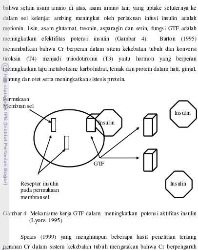 Gambar 4  Mekanisme kerja GTF dalam  meningkatkan  potensi aktifitas insulin 
