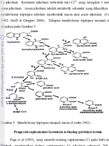 Gambar 5   Metabolisme triptopan menjadi niasin (Combs 1992) 