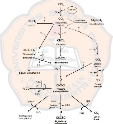 Gambar 4. Mekanisme biotransformasi dan oksidasi karbon tetraklorida (U.S Environmental Protection Agency, 2010)  