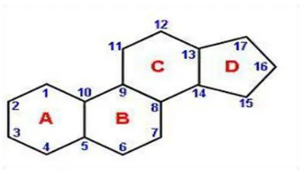 Gambar 2.2 Struktur dasar steroid 