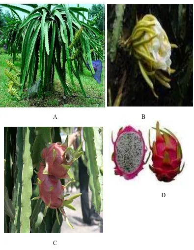Gambar tumbuhan buah naga (Rose) (Anonim, (2009).  