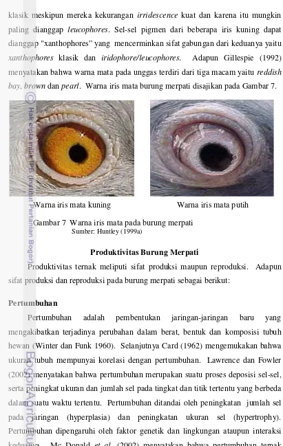 Gambar 7  Warna iris mata pada burung merpati       