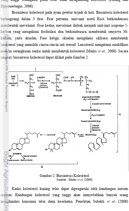 Gambar 2. Biosintesis Kolesterol 