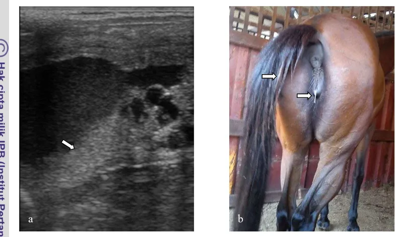 Gambar 8  Pyometra pada kuda. (a) Gambaran ultrasonografi lumen uterus yang mengalami 