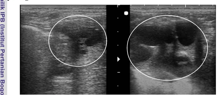 Gambar 10 Gambaran ovarium yang mengalami gangguan perkembangan folikel (hipofungsi), 