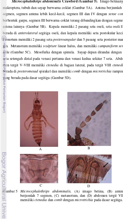 Gambar 5 Microcephalothrips abdominalis, (A) imago betina, (B) antena 