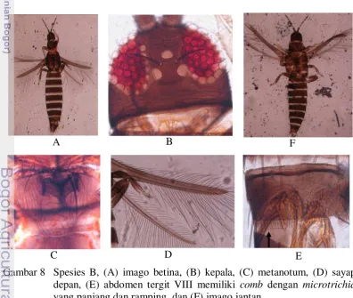 Gambar 8   Spesies B, (A) imago betina, (B) kepala, (C) metanotum, (D) sayap 