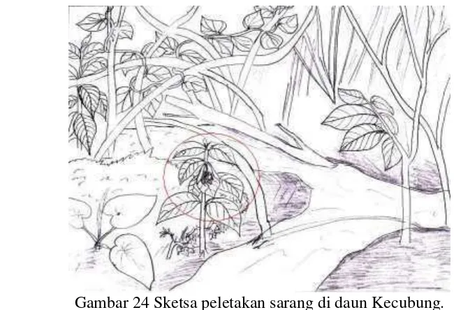 Gambar 24 Sketsa peletakan sarang di daun Kecubung. 