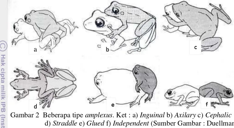 Gambar 2  Beberapa tipe  amplexus. Ket : a) Inguinal b) Axilary c) Cephalic        