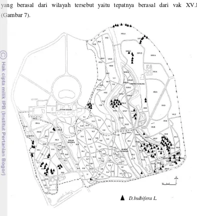 Gambar 7. Peta Penyebaran D.bulbifera L. di Kebun Raya Bogor 