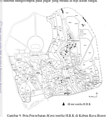 Gambar 9. Peta Penyebaran M.micrantha H.B.K di Kebun Raya Bogor 