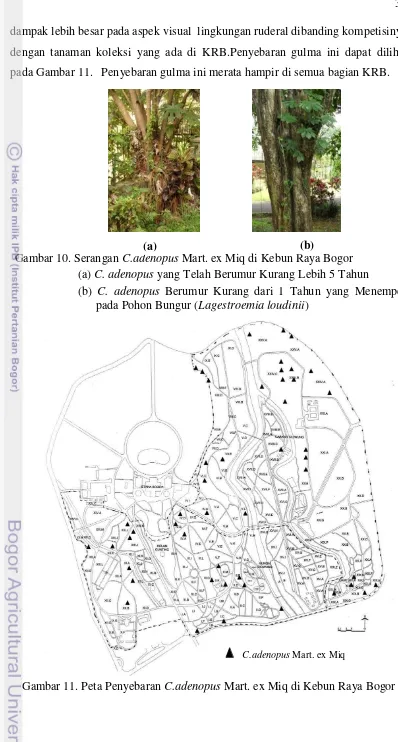 Gambar 10. Serangan C.adenopus Mart. ex Miq di Kebun Raya Bogor  