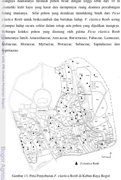 Gambar 13. Peta Penyebaran F. elastica Roxb di Kebun Raya Bogor 