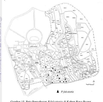 Gambar 15. Peta Penyebaran P.falcataria di Kebun Raya Bogor 