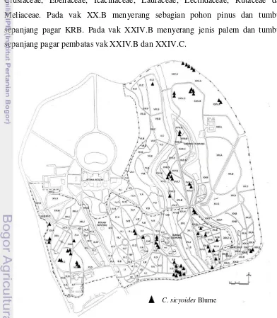 Gambar 17. Peta Penyebaran C. sicyoides di Kebun Raya Bogor 
