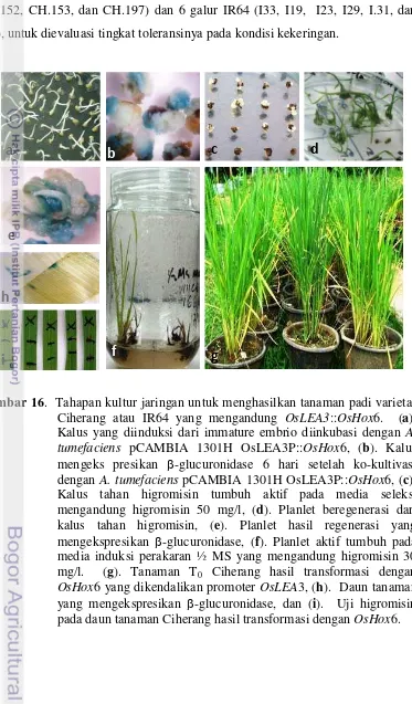 Gambar 16.  Tahapan kultur jaringan untuk menghasilkan tanaman padi varietas 