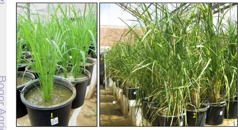 Gambar 6. Tanaman padi tumbuh normal pada percobaan pot dengan media tanah Latosol yang ditambah 750 ppm Fe: (1) varietas IR64 (kontrol peka) umur 4 MST, (2) galur-galur yang diuji umur 11 MST