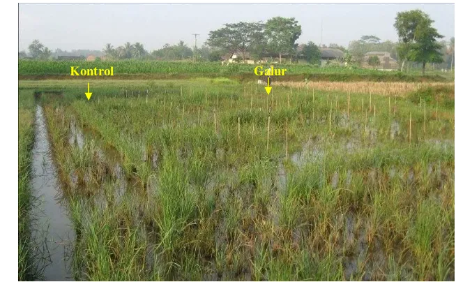 Gambar 7. Plot percobaan lapang di sawah KP Taman Bogo menggunakan metode tanam stripe check pada saat tanaman padi umur 8 MST