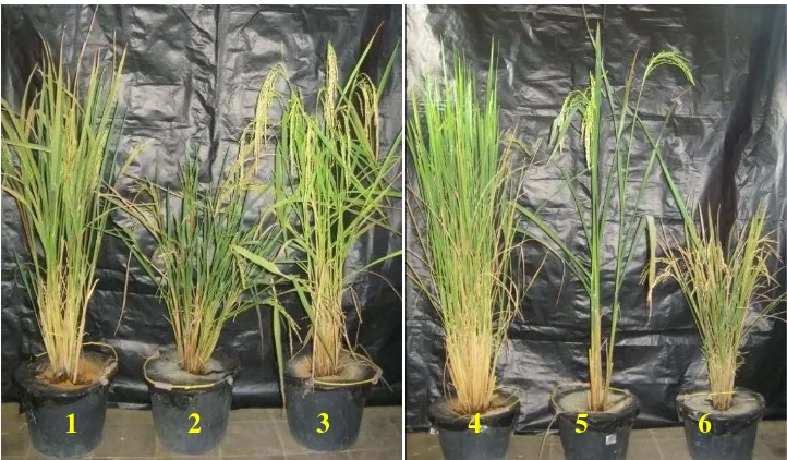 Gambar 14. Tanaman padi di media tanah Podsolik KP Taman Bogo: (1) IRH548,  (2) IRH715, (3) IRH195 (4) Mahsuri,  (5) Hawara Bunar, (6) IR64 