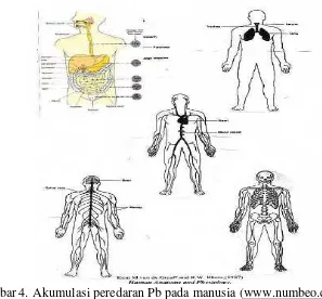 Gambar 4. Akumulasi peredaran Pb pada manusia (www.numbeo.com/pollution 