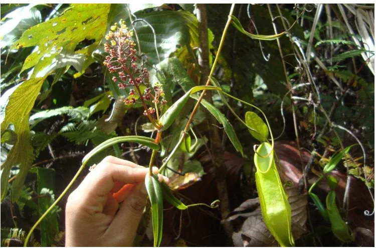 Gambar 7. Bunga Kantong semar (Nepenthes tentaculata Hook.