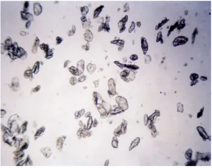 Gambar 7. Mikroskopis fraksi amilopektin (fraksibutanol) dengan perbesaran 10 x 10
