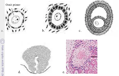 Gambar 5 Skema berbagai tahap perkembangan folikel ovarium mamalia: a. Folikel 
