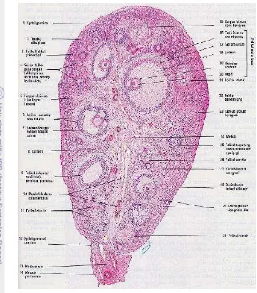Gambar 7 Gambaran histologis ovarium mamalia (Sumber: Eroschenko dan Victor 2003). 