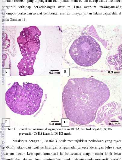 Gambar 11 Permukaan ovarium dengan pewarnaan HE (A) kontrol negatif; (B) HS 