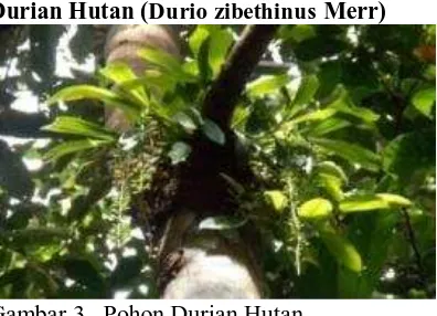 Gambar 2.  Pohon Dango  Pohon  Dango (Harpullia 