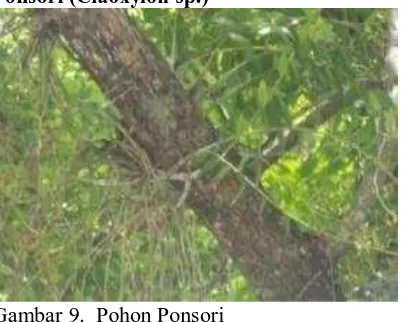Gambar 8.  Pohon Hulata  Pohon hulata (Leea sp.) termasuk dalam 