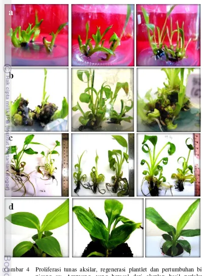 Gambar 4  Proliferasi tunas aksilar, regenerasi plantlet dan pertumbuhan bibit 