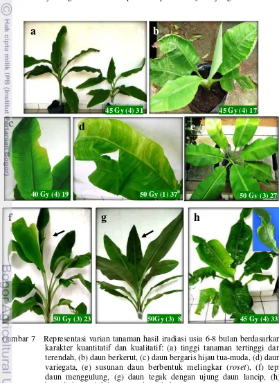 Gambar 7   Representasi varian tanaman hasil iradiasi usia 6-8 bulan berdasarkan karakter kuantitatif dan kualitatif: (a) tinggi tanaman tertinggi dan terendah, (b) daun berkerut, (c) daun bergaris hijau tua-muda, (d) daun variegata, (e) susunan daun berbe