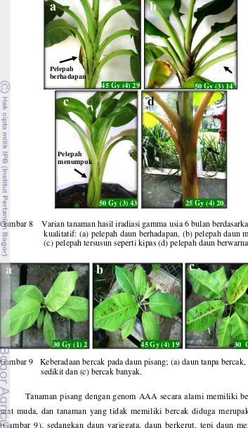 Gambar 8    Varian tanaman hasil iradiasi gamma usia 6 bulan berdasarkan karakter 