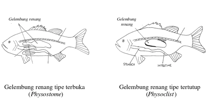 Gambar 1.  Letak dan bentuk gelembung renang (Pough, 1999). 