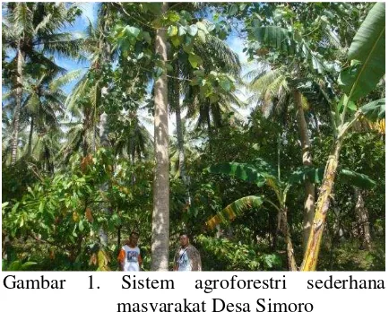 Gambar 1. Sistem agroforestri sederhana 