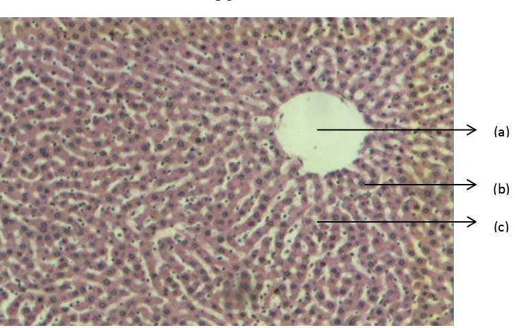 Gambar 4.4 Histopatologi jaringan hepar tikus (perbesaran 10x10) 