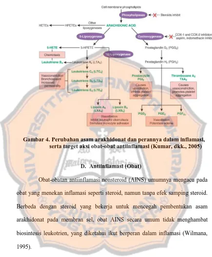 Gambar 4. Perubahan asam arakhidonat dan perannya dalam inflamasi, serta target aksi obat-obat antiinflamasi (Kumar, dkk., 2005) 