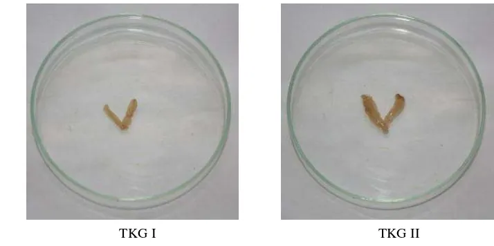 Gambar 5. Gonad ikan kuniran (      Upeneus moluccensis) jantan  