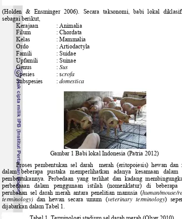 Gambar 1 Babi lokal Indonesia (Patria 2012) 