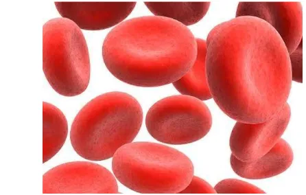 Gambar 2  Sel darah  merah  normal (Anonim 2012) 