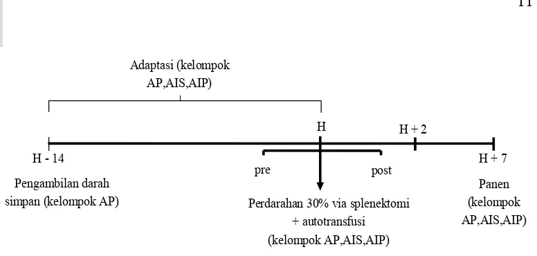 Gambar 3 Alur penelitian dan perlakuan bedah terhadap babi AP, AIS, dan AIP 